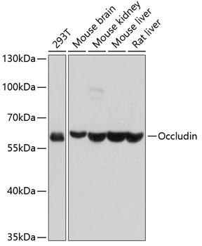 Occludin Rabbit Polyclonal Antibodies