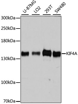 KIF4A Rabbit Polyclonal Antibody