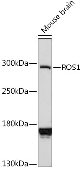 ROS1 Rabbit Polyclonal Antibody