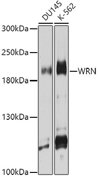 WRN Rabbit Polyclonal Antibody
