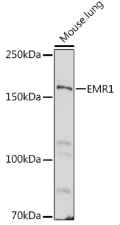 EMR1 Polyclonal Antibody