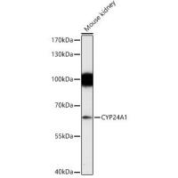 CYP24A1 Rabbit Polyclonal Antibody