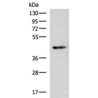 KCNK2 Antibody