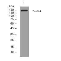 K0284 rabbit polyclonal antibody