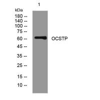 OCSTP polyclonal antibody