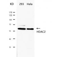 HDAC2(Ab-394) Antibody