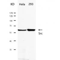 Src(Ab-529) Antibody