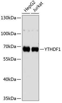 YTHDF1 Rabbit Polyclonal Antibody