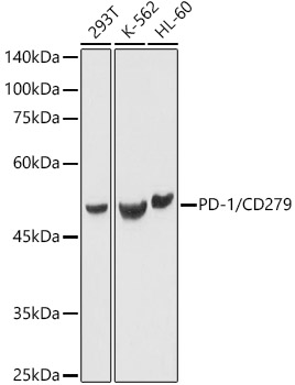 PD-1 Polyclonal Antibody