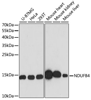 NDUFB4 Polyclonal Antibody