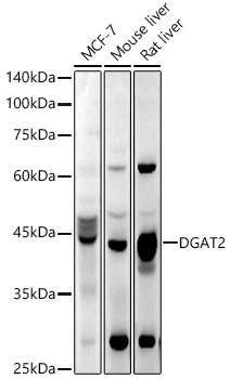 DGAT2 Polyclonal Antibody