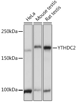 YTHDC2 Polyclonal Antibody