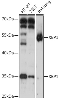XBP1 Rabbit Polyclonal Antibody