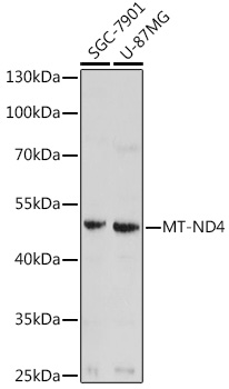 MT-ND4 Polyclonal Antibody