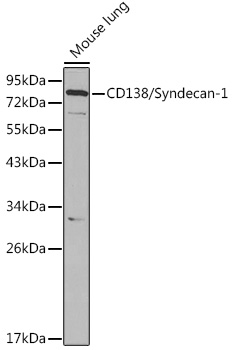 SDC1 Antibody