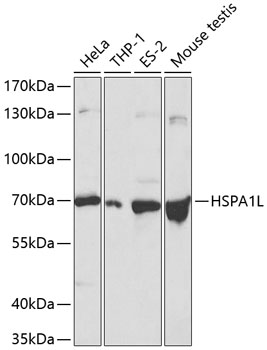 HSPA1L Antibody