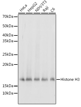 Histone H3 Antibody