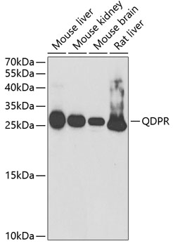 QDPR Antibody