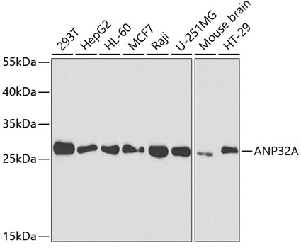 ANP32A Antibody - SAB | Signalway Antibody