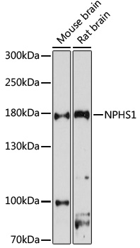 NPHS1 antibody