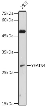 YEATS4 antibody