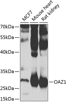 OAZ1 Rabbit Polyclonal Antibody
