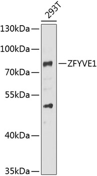 ZFYVE1 Rabbit Polyclonal Antibody