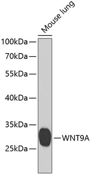 WNT9A Rabbit Polyclonal Antibody