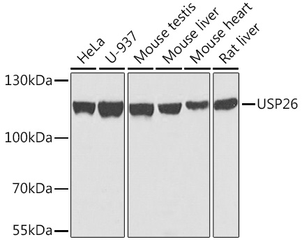 USP26 Rabbit Polyclonal Antibody