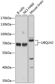 UBQLN2 Rabbit Polyclonal Antibody
