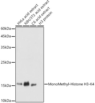 Histone H3K4me1 Polyclonal Antibody