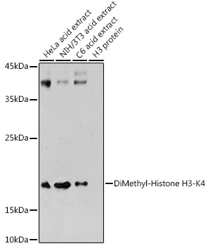 Histone H3K4me2 Polyclonal Antibody
