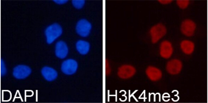 Histone H3K4me3 Polyclonal Antibody
