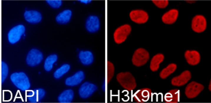 Histone H3K9me1 Polyclonal Antibody