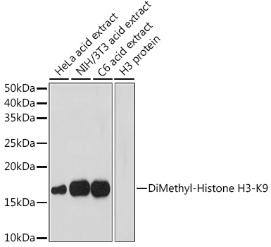 Histone H3K9me2 Polyclonal Antibody