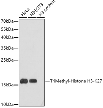 Histone H3K27me3 Polyclonal Antibody