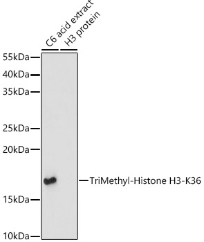 Histone H3K36me3 Polyclonal Antibody
