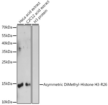 Histone H3R26me2a Polyclonal Antibody