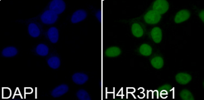 Histone H4R3me1 Polyclonal Antibody