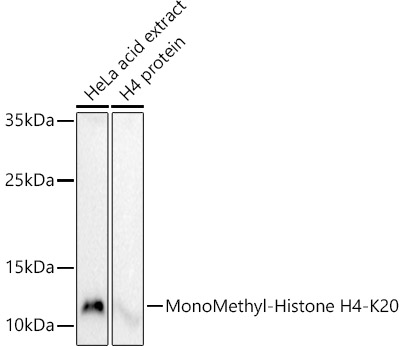 Histone H4K20me1 Polyclonal Antibody