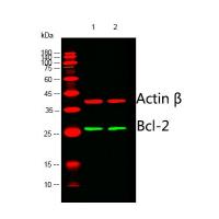 Bcl-2 Monoclonal Antibody
