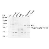 PKM2 (Phospho-Tyr105)  Antibody