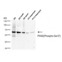 PKM2(Phospho-Ser37)  Antibody