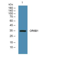 OR6B1 Antibody