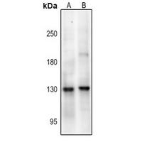 NMDAR1 (Phospho-Ser890) Antibody