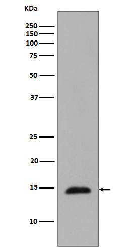 Histone H2B (Phospho-Thr129) Rabbit mAb