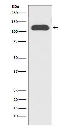 Western blot analysis of CD133 expression in HT-29 cell lysate.