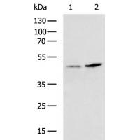 KCNJ15 Antibody