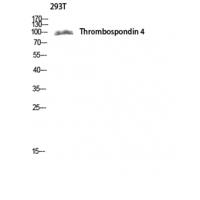 Thrombospondin 4 Polyclonal Antibody