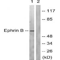 Ephrin-B2(Ab-330) Antibody